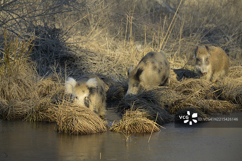 野猪（Sus scrofa）、杂交、家猪（Sus scrofa domesticus）、河岸森林、冰、下奥地利图片素材