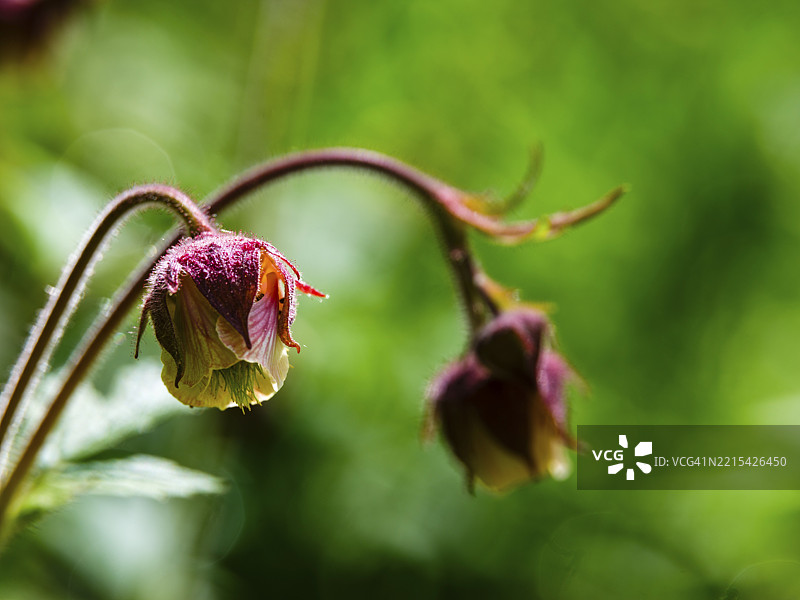 水芹(Geum rivale),比绍夫斯维森,贝希特斯加登地区,巴伐利亚,德国,欧洲图片素材