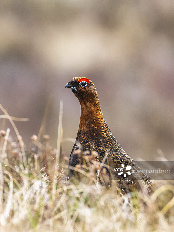苏格兰荒原上的红松鸡雄鸟，拉戈普斯·斯科蒂卡图片素材