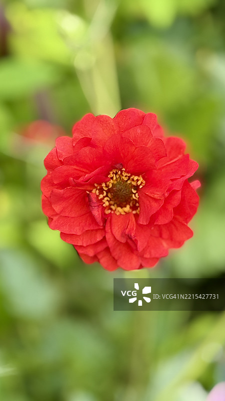 红色的红花草（Geum Coccineum）植物盛开特写图片素材