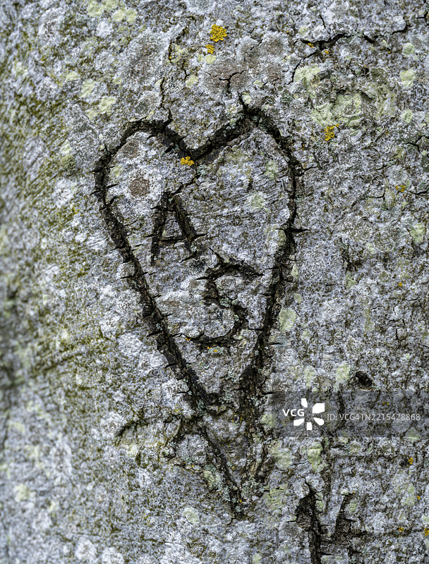 在德国梅克伦堡-前波美拉尼亚的尼恩哈根,面对波罗的海的陡峭海岸,幽灵般的森林中,树干上刻有心形和字母A与S。图片素材