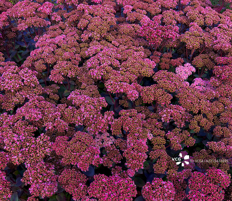 花 - 景天 '秋天的快乐' - （也称为 Hylotelephium spectabile 或者石莲花）图片素材