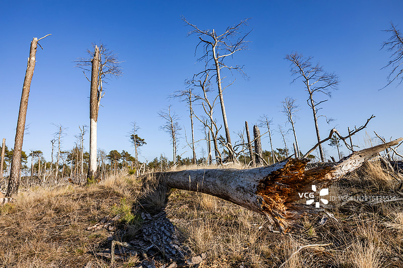 大森林火灾后焦黑的光秃树木和树干图片素材