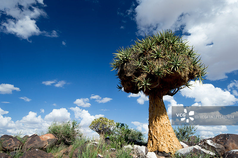 巨型织巢鸟的巢在箭树上图片素材
