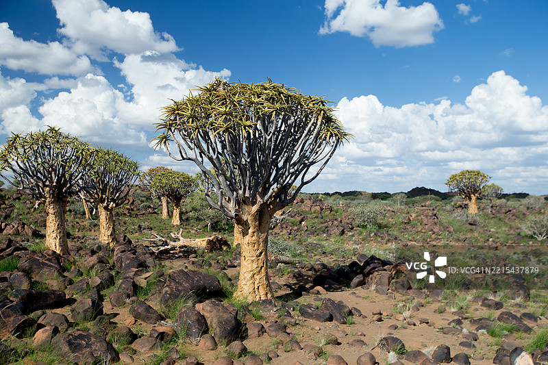 纳米比亚基特曼斯胡普的箭树森林图片素材