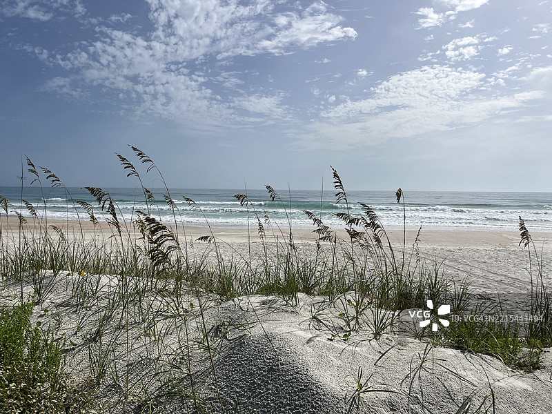 海边沙丘上生长的被风吹拂的海燕麦图片素材