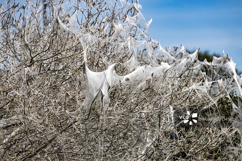 白蛾的毛虫在树木和灌木上覆盖了一层银色的涂层图片素材
