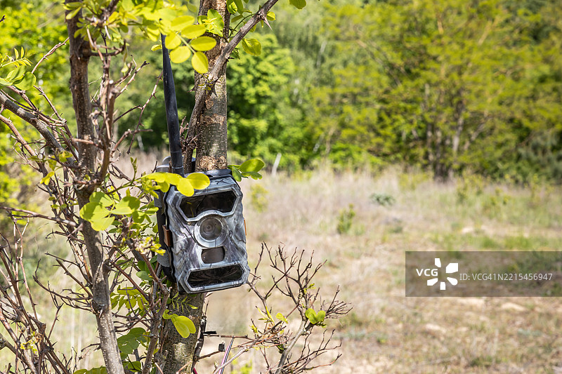 隐藏在树上的野生动物摄像头，配有无线数据传输天线图片素材