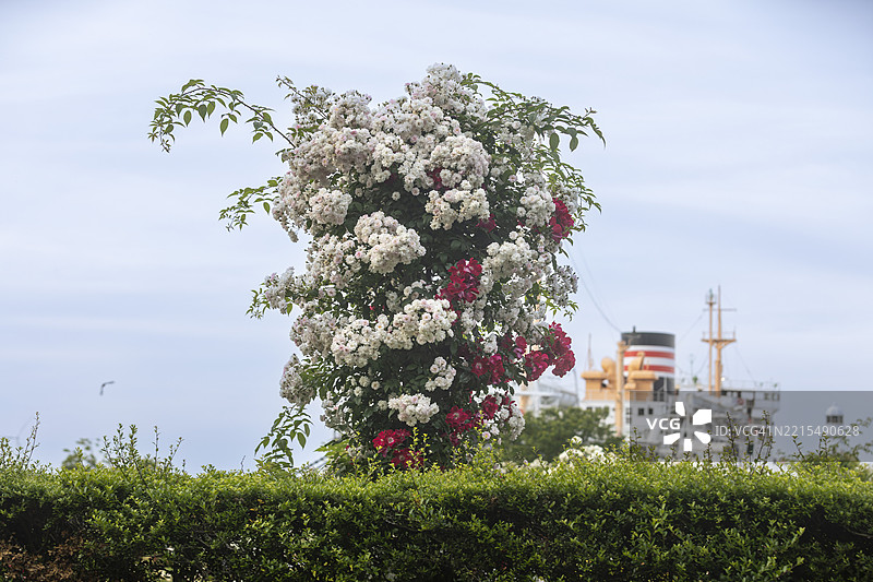 五月的山下公园玫瑰与氷川丸图片素材