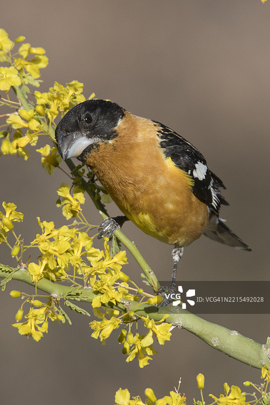 黑头歌鸲雄鸟栖息在花朵上图片素材