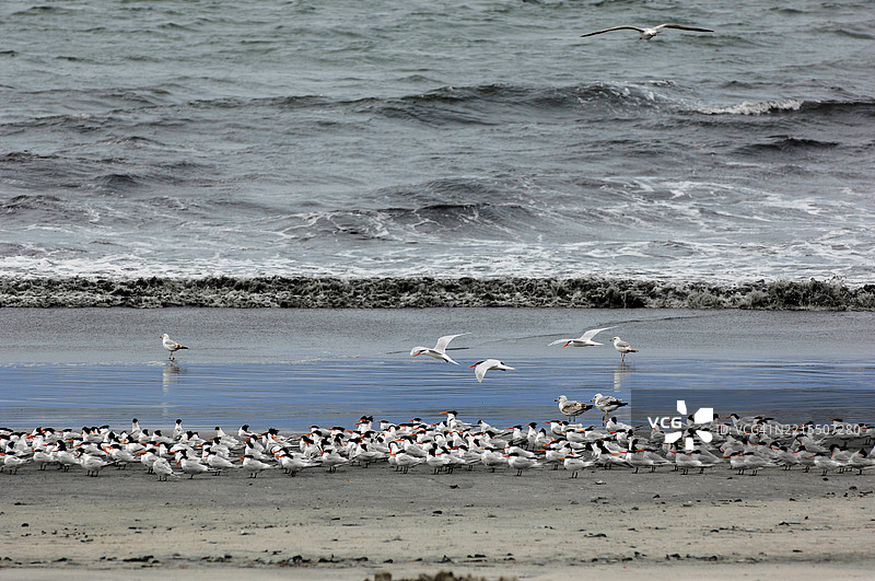 蜷缩在海滩上图片素材
