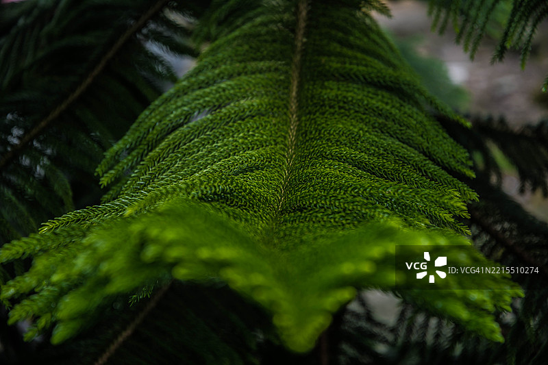 诺福克岛松深绿色叶片的田野图片素材