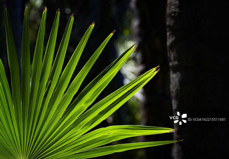 发光的棕榈叶图片素材