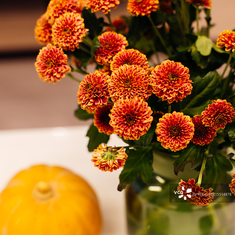 生动的秋季布置，橙色菊花与装饰南瓜图片素材