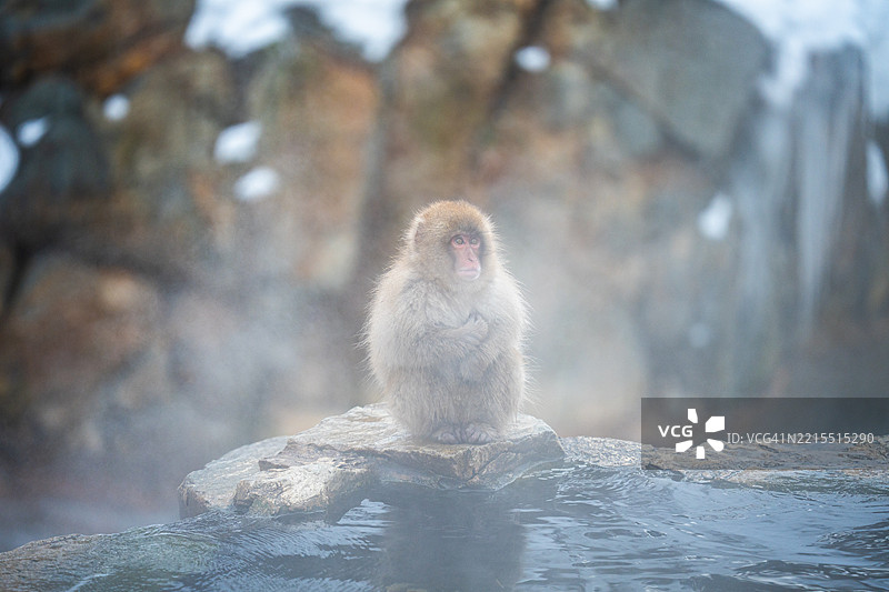 雌性日本猕猴或雪猴图片素材