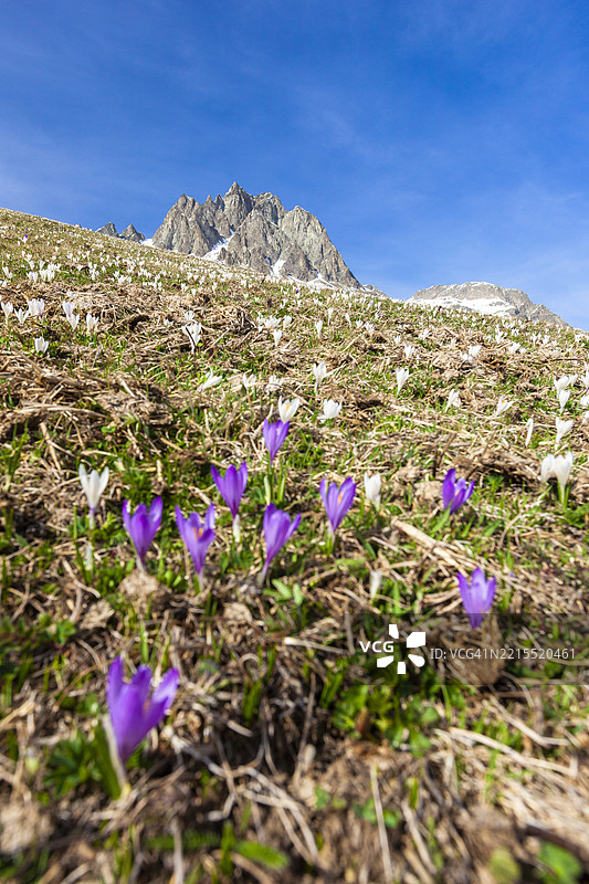 开满番红花的高山草甸图片素材