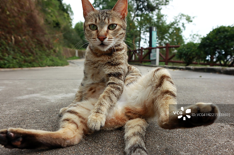 一只流浪猫图片素材