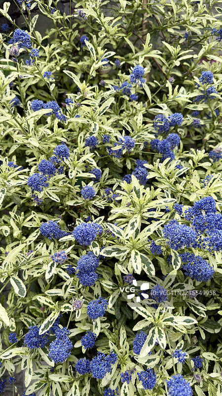 盛开的蓝色花朵（海洋花）灌木特写图片素材