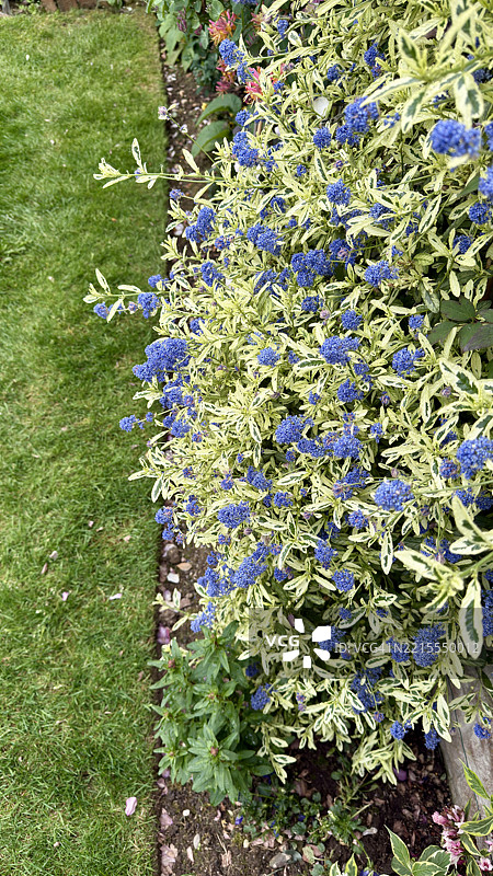 盛开的蓝花（海洋花）灌木的花园边界特写图片素材