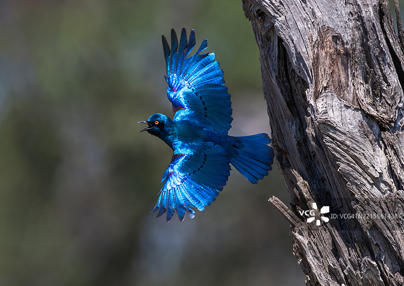 蓝耳大星鸲在飞行中图片素材