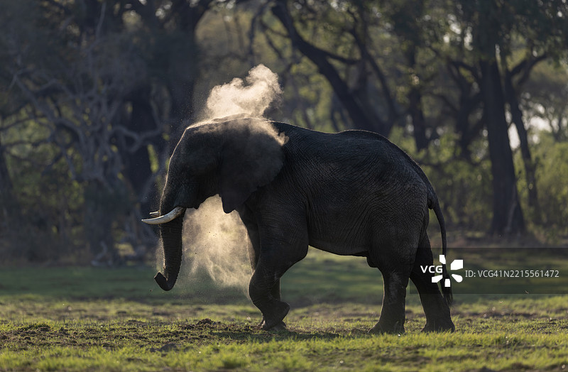 在乔贝国家公园乔贝河附近的象群撒尘土图片素材