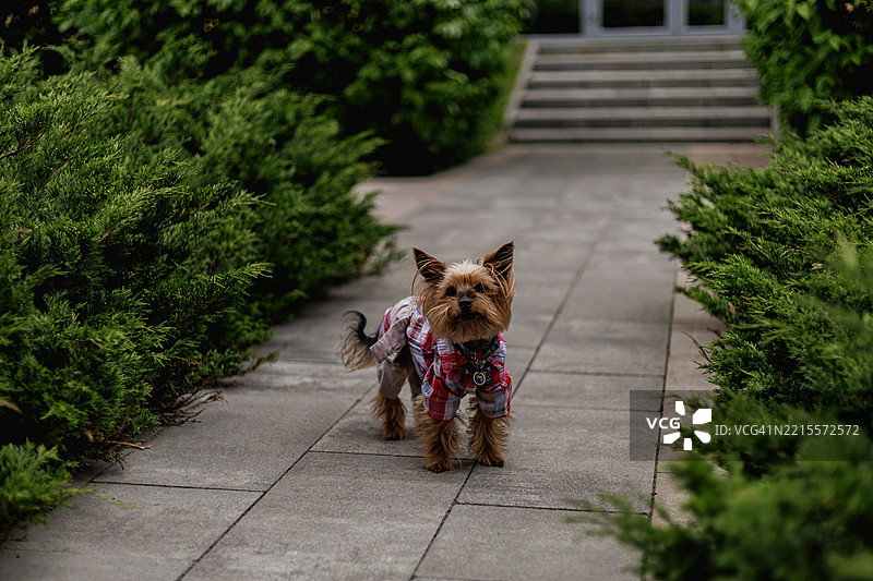 穿着衬衫的约克夏犬站在灰色瓷砖上，周围是杜松灌木。图片素材