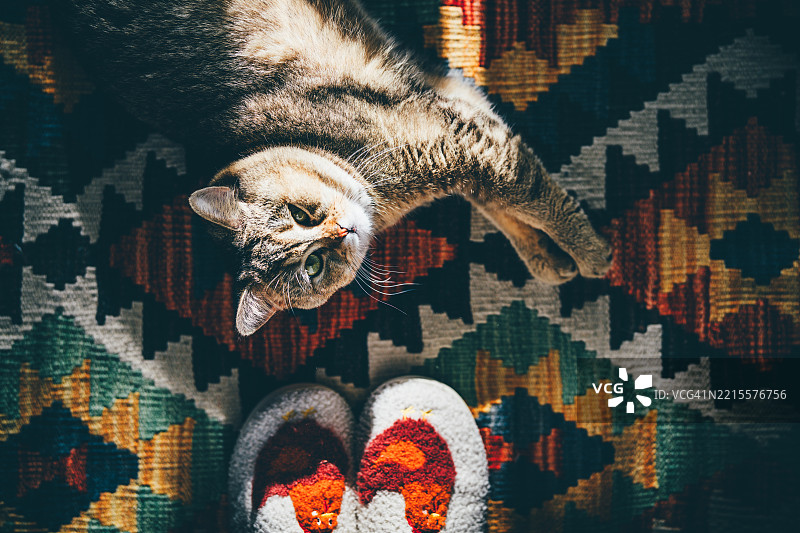 猫躺在明亮的地毯上。图片素材