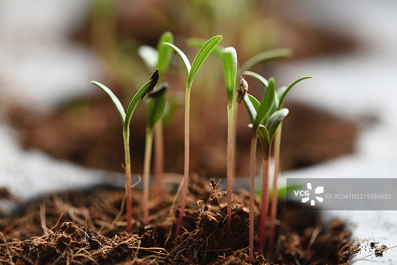 宇宙花幼苗图片素材