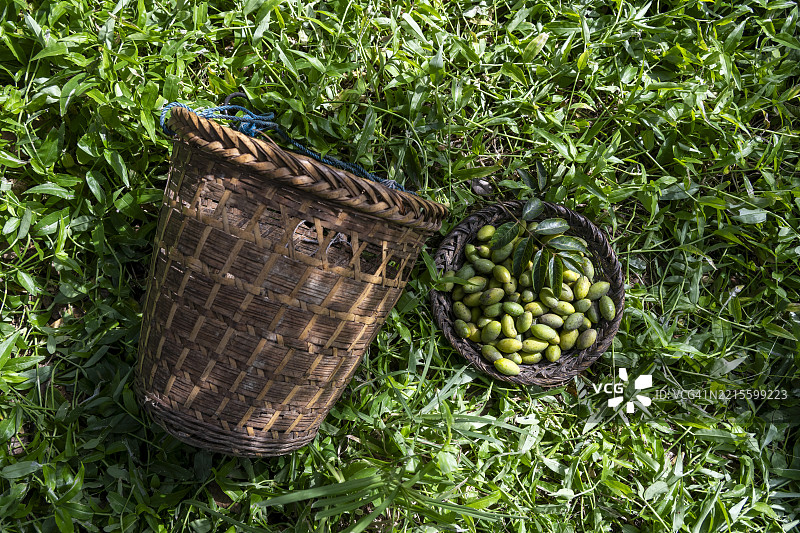 一篮新鲜采摘的绿橄榄，背景自然。图片素材