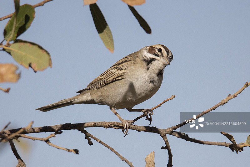 云雀雀栖息图片素材