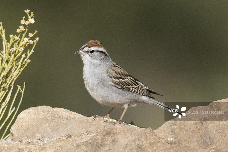 在岩石上栖息的啄木雀图片素材