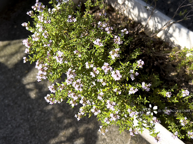 开花的百里香植物特写图片素材