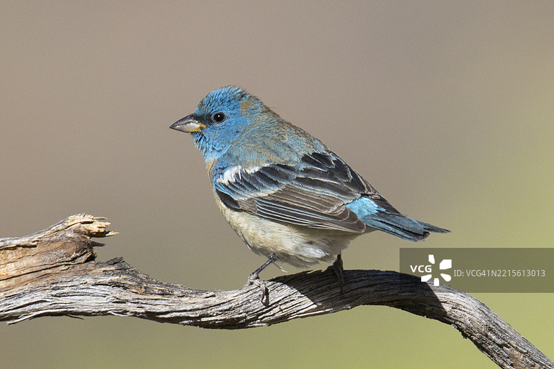 蓝色雀鸟雄鸟栖息图片素材