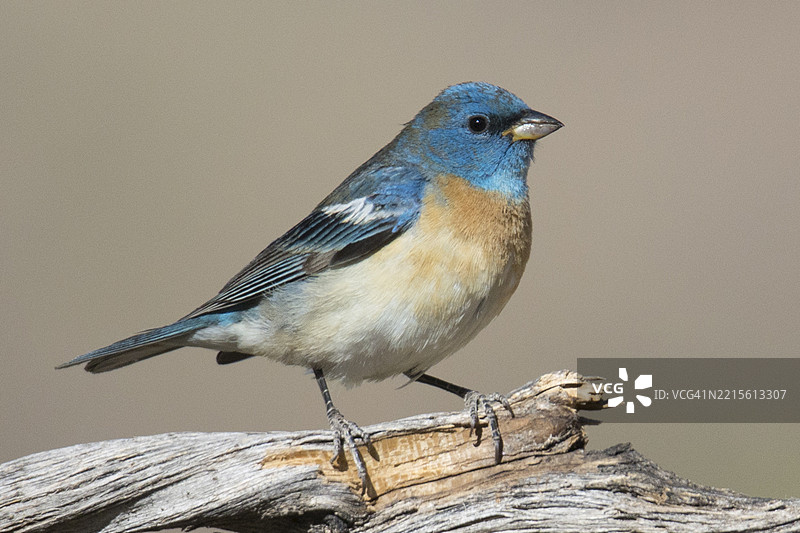 蓝色小雀雄鸟栖息在枝头图片素材