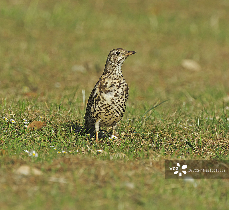 槲寄生鸫 [Turdus viscivorus]图片素材