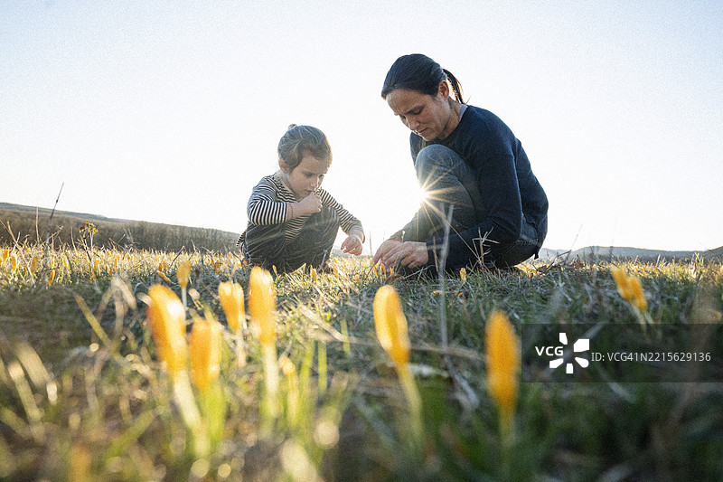 家庭日与大自然。快乐的母亲和孩子在春天的番红花中享受日落。图片素材