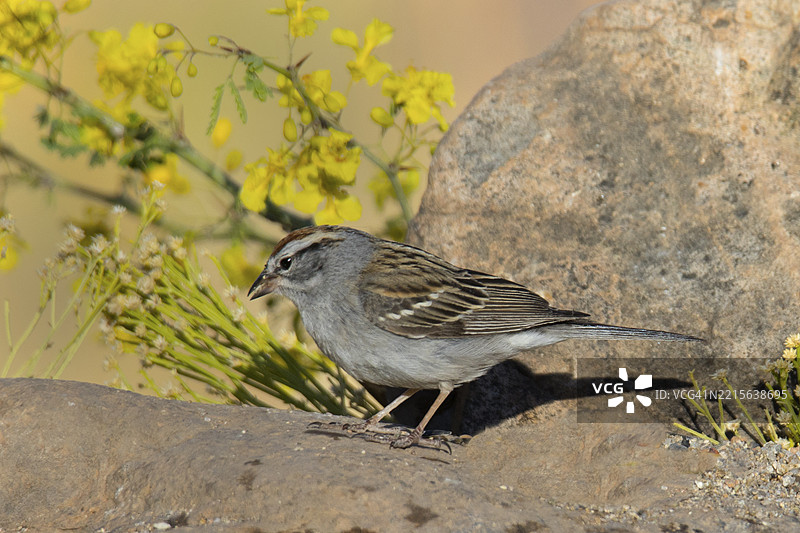 在岩石上栖息的啄木雀图片素材