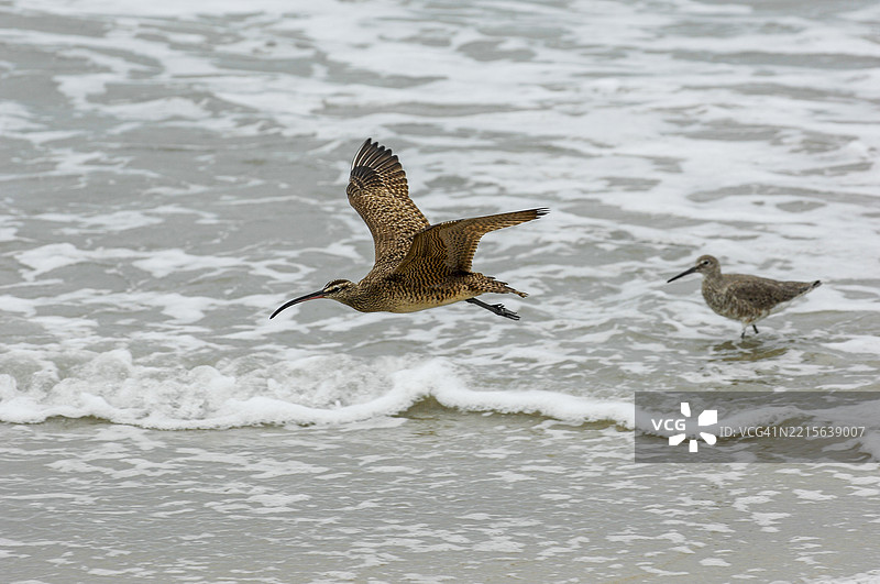 鹤鹬飞过图片素材