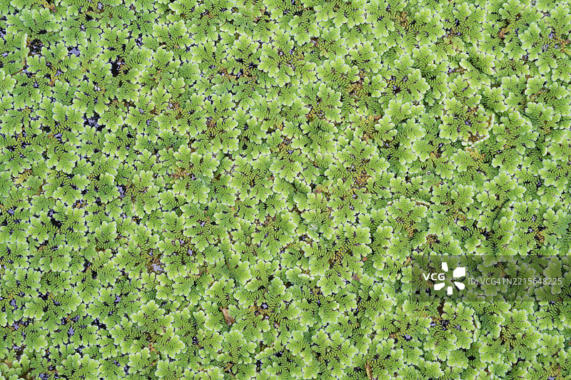 浮萍。图片素材