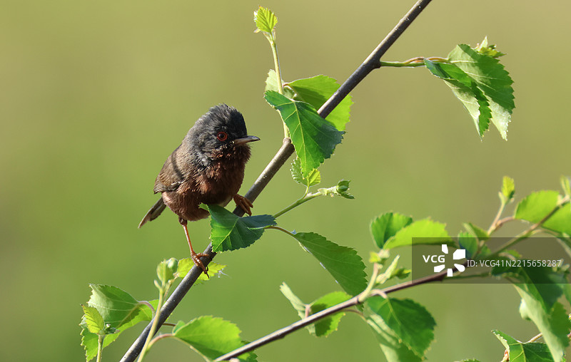 一只达特福德歌鸲（Sylvia undata）在春天的树上觅食。图片素材