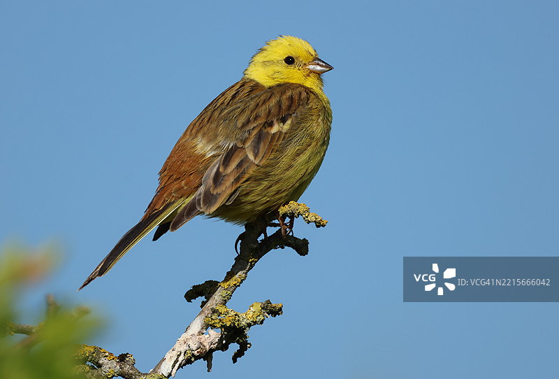 一只美丽的雄性黄鹀（Emberiza citrinella）栖息在树顶。图片素材