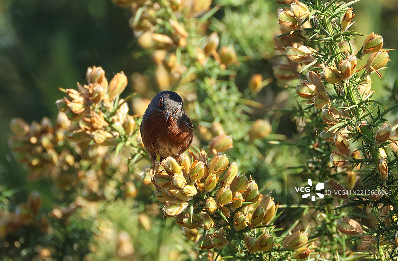 一只达特福德歌鸲（Sylvia undata）在春天的荆棘灌木中觅食。图片素材