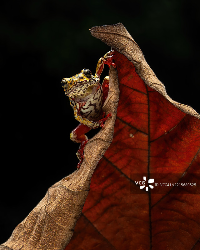彩绘芦苇蛙图片素材