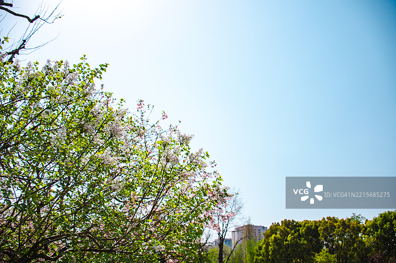 上海的公共公园图片素材