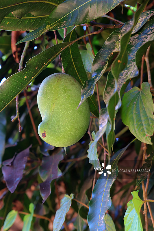 一颗生的芒果果实挂在芒果树上/喀拉拉邦图片素材