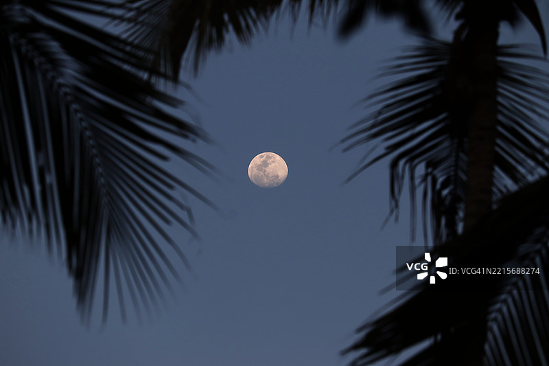 在清澈的蓝天中，明亮的月亮映衬着棕榈树/喀拉拉邦图片素材