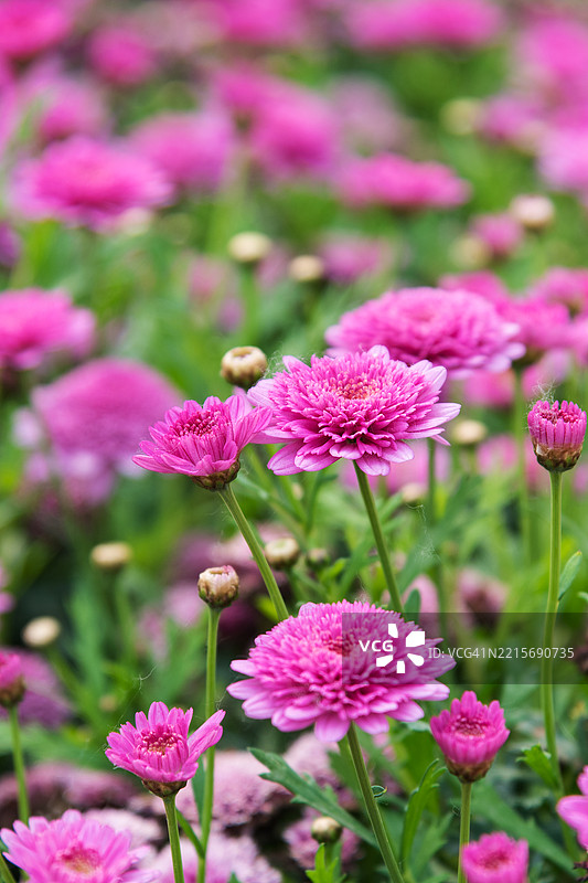 粉色的菊花非常美丽图片素材