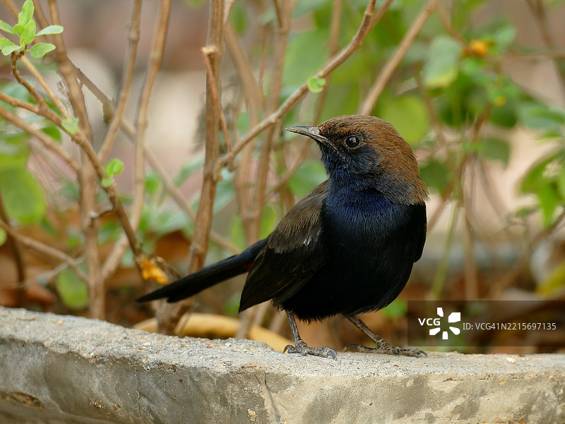 印度歌鸲 (Copsychus fulicatus)图片素材