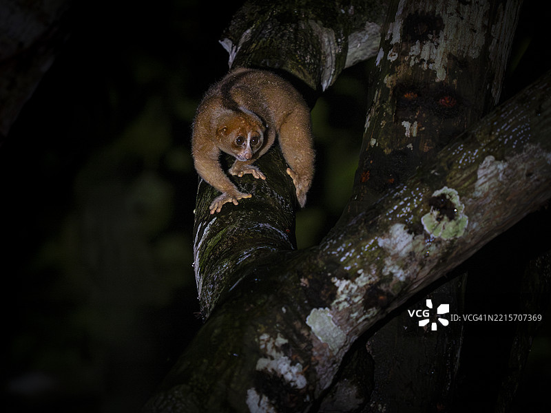 菲律宾懒猴（Nycticebus menagensis）在寻找食物，婆罗洲图片素材