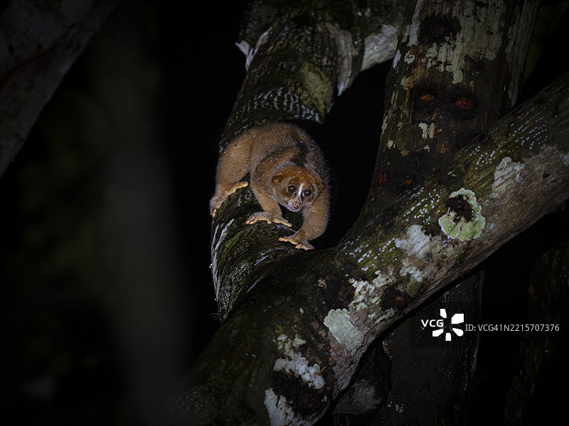 菲律宾懒猴（Nycticebus menagensis）在寻找食物，婆罗洲图片素材